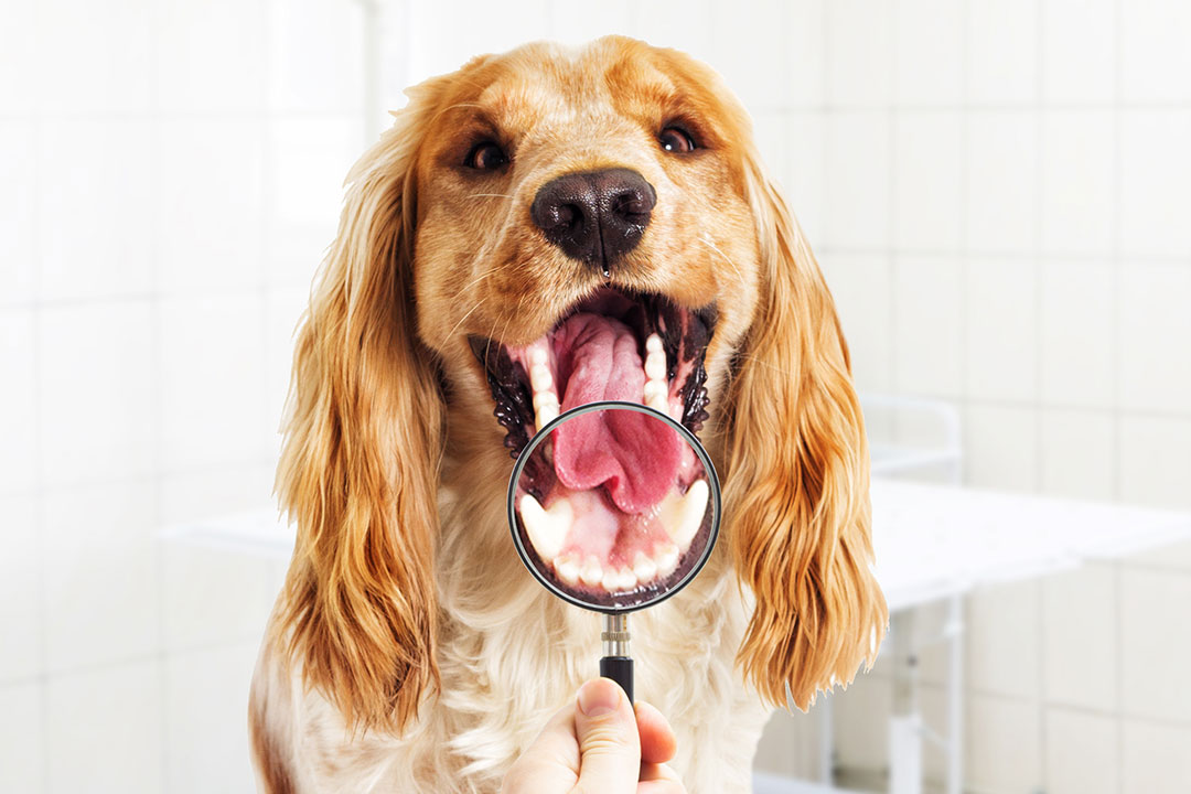 Jak zapewnić psu świeży oddech?