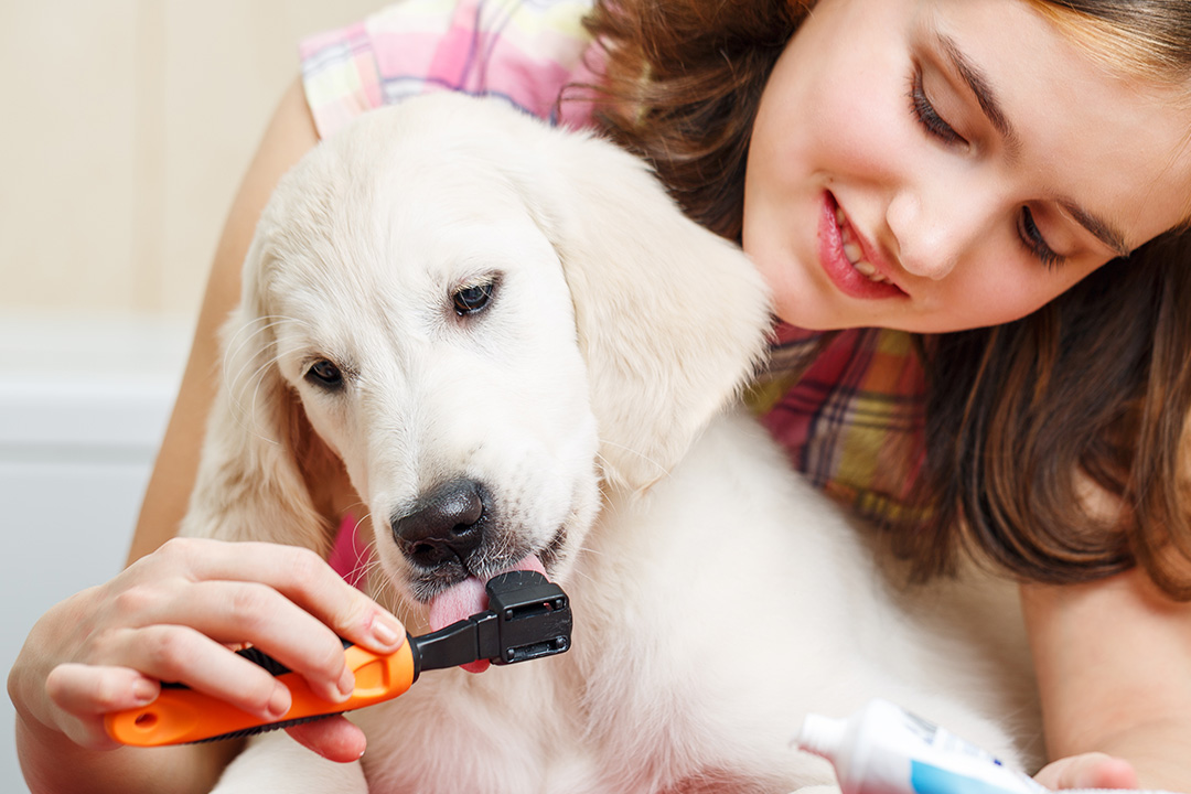 Jak dbać o zęby u psa?