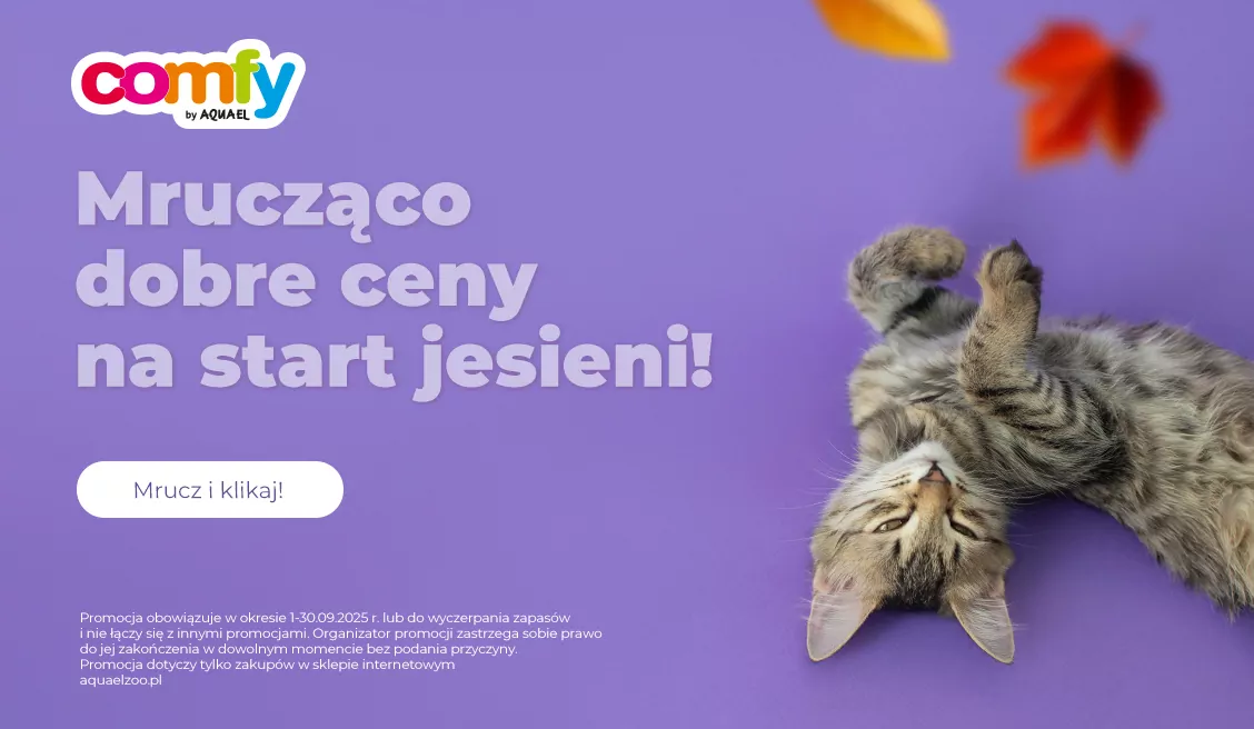 Promocja Comfy Kot
